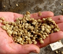 Juvenile clams held in a hand.